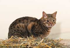 Ocicat