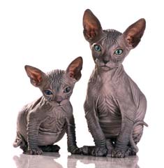 Sphynx