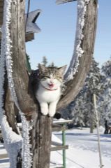 Vyhodnocení tématu Kočky v zimě