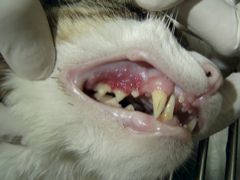 Kočka u zubaře