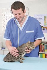 Očkování koček: Obecné seznámení s vakcínami