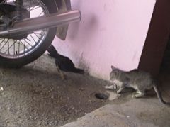 Kubánské kočkování