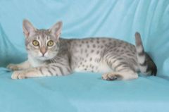 Ocicat