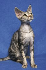 Devon rex