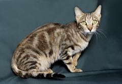Sokoke – africká kočka