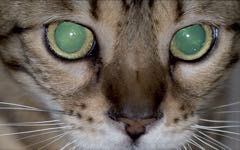 85 let patentu "kočičích očí"