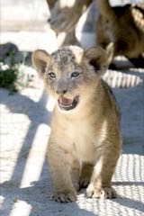 Po 30 letech má Safari Park Dvůr Králové koťata lvů berberských