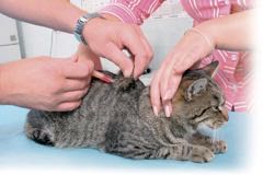 Očkovací schéma aneb co a kdy u koček očkujeme - 1. díl