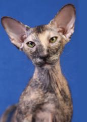 Peterbald