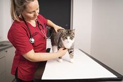 Nové možnosti ovlivnění reprodukčního cyklu koček