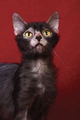 Lykoi – vlčí kočka