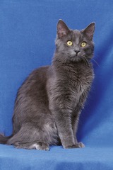 Nebelung
