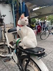 Jižní Vietnam &ndash; část první: Saigon, Hoi An a Hue