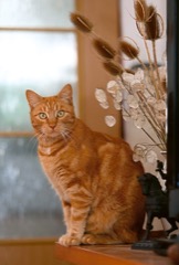 Welfare v chovu koček