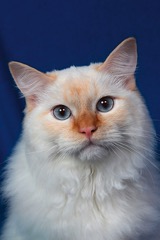 Ragdoll &ndash; hadrová panenka? 