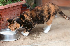 Jak přimět kočku, aby dodržovala pitný režim