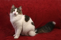 Norská lesní kočka