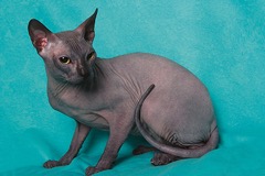 Chovatelství s pokorou