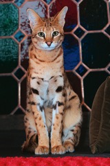 Savannah, nejvyšší kočka