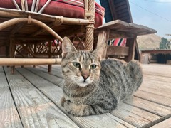 Jordánsko &ndash; země kontrastů, kočičích příběhů a odpadků