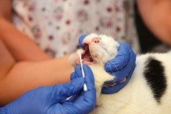 Jak si vybrat veterinárního lékaře